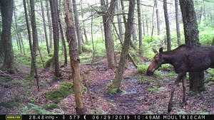 A trail cam photo of a moose. (photo © Jackie Lundsted)
