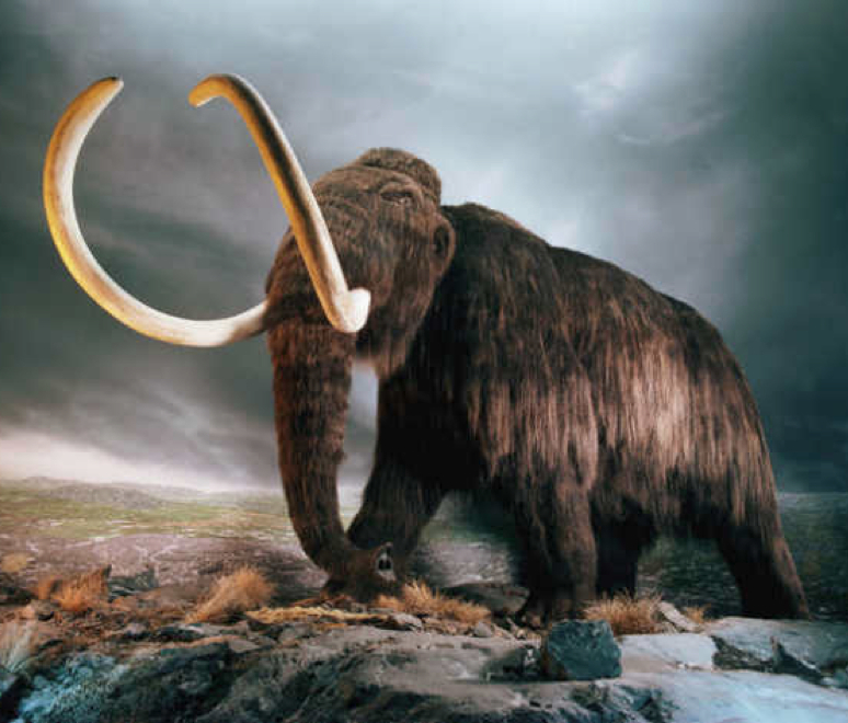 A wooly mammoth diorama. (photo © FireHawk Hulin via the Flickr Creative Commons)