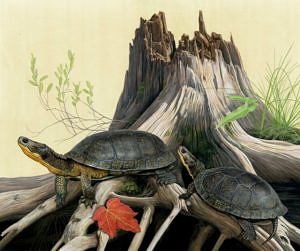 A portrait of Blandings Turtles by Matt Patterson