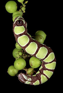 A photo of an Abbotts Sphinx caterpillar by Sam Jaffe