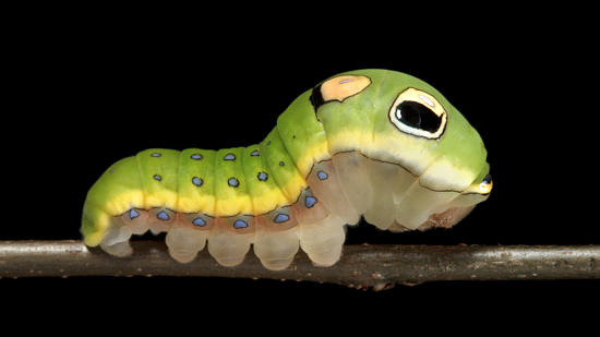 A photo of a swallowtail caterpillar by Sam Jaffe
