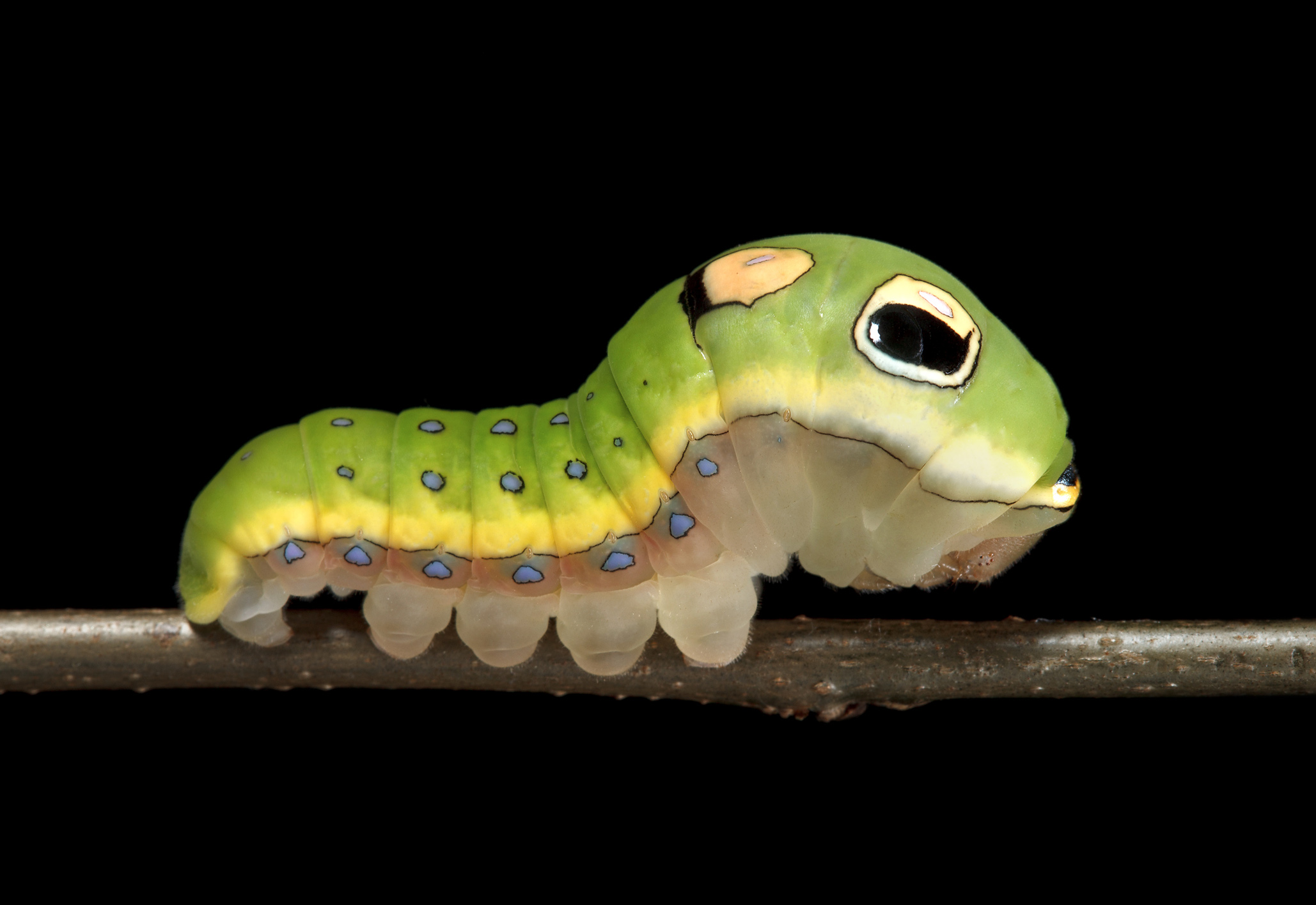 A photo of a swallowtail caterpillar by Sam Jaffe