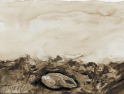 A drawing of a hibernating frog by Adelaide Tyrol.