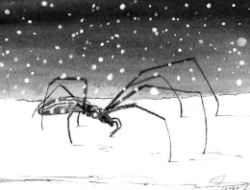 A drawing of a spider by Adelaide Tyrol.