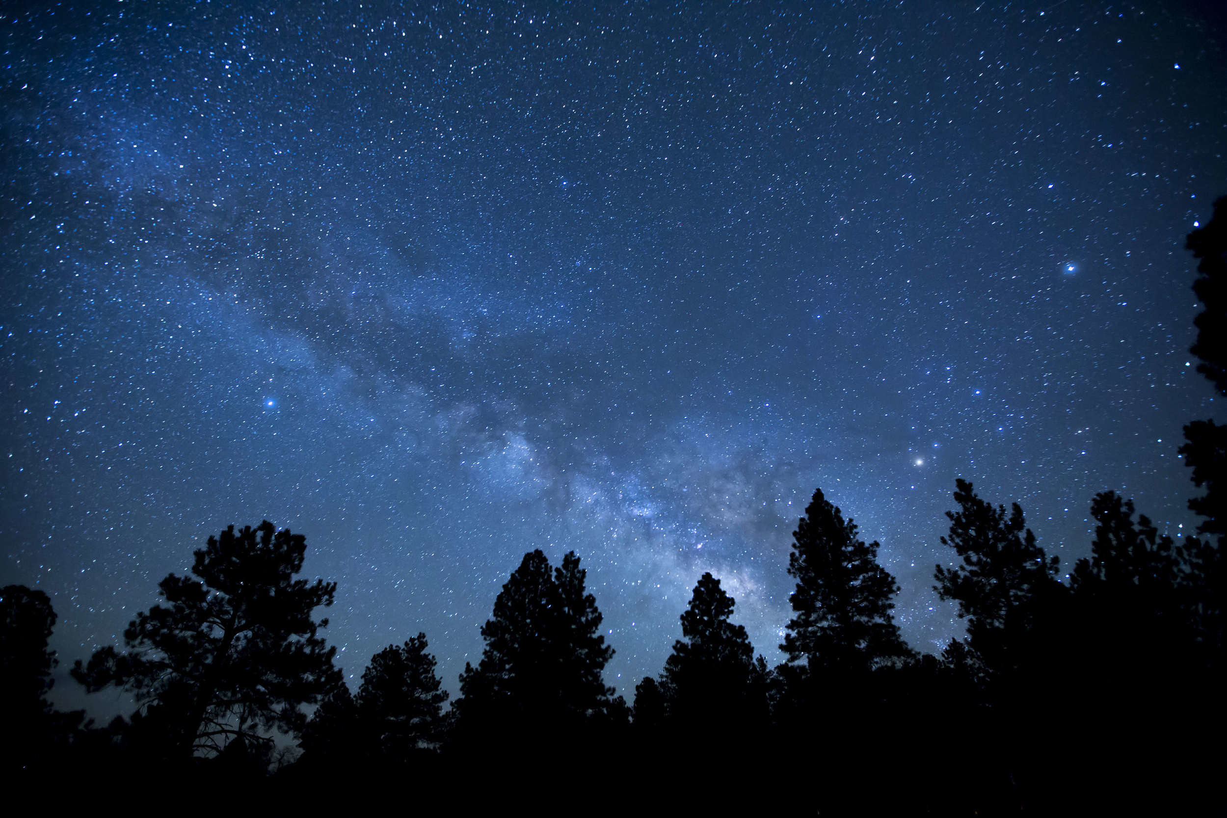 Tree silhouettes against the night sky. Bureau of Land Management photo via Flickr Creative Commons