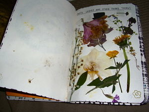 Plants pressed in a journal. (photo by Atibens via Flickr Creative Commons