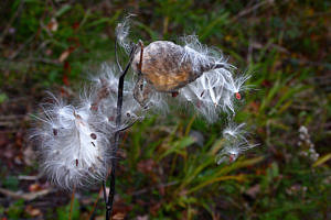 Milkweed seeds begin to disperse in the fall. (Photo Liz West via Flicker Creative Commons