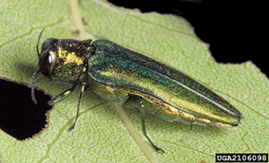 Adult emerald ash borer on leaf. 