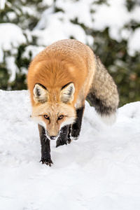Red fox in winter. Photo by Patricia Bauchman via Flickr CC