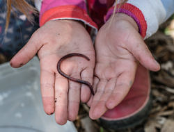 A child's hands, holding an earthworm. (photo © Ben Conant)