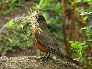 A robin carries nest material. (Photo John W. Iwanski via Flickr Creative Commons)