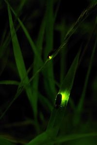 Fireflies on the grass (photo Takashi Ota via Flickr Creative Commons)