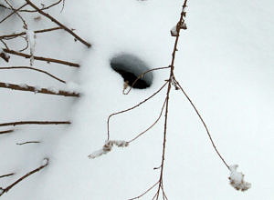 Vole hole in the snow. (photo by Dave Bonta via flickr creative commons)