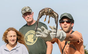 Phil Brown releases a rehabilitated Broad-winged Hawk at the <ahref=