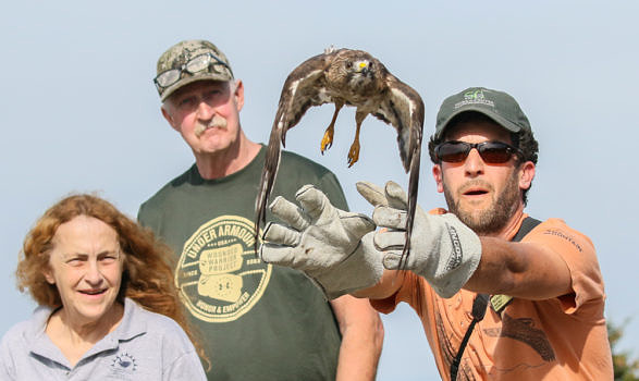A rehabilitated Broad-winged Hawk is returned to the wild on Raptor Release Day 2019. (photo © Kim Nagy)