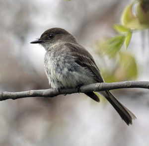 An Eastern Phoebe perched on a branch. (photo © Doug Greenberg via the Flickr Creative Commons)