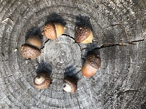 Six acorns in a circle on top of a cut log.