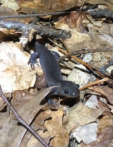 The first Jefferson salamander of 2020 at Jordan Road. (photo © Kathy Huston)