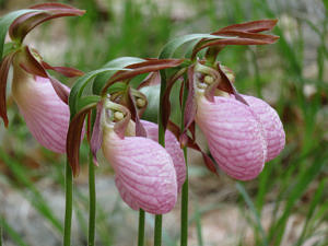 Several pink lady's slippers. 