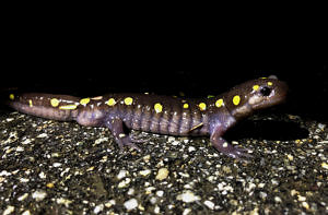 A spotted salamander looks to the future. (photo © Brett Amy Thelen)