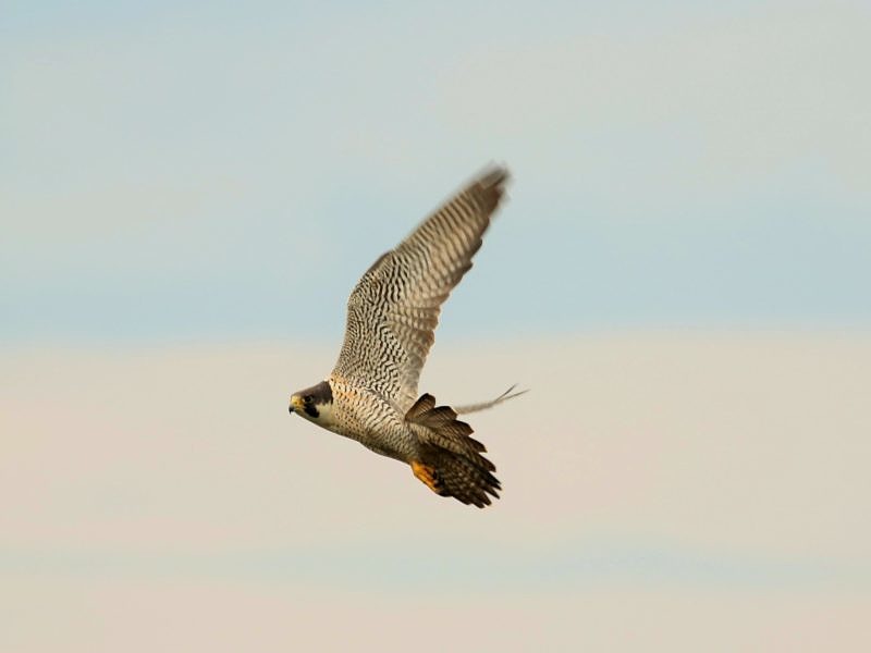 A Peregrine Falcon flies past the Pack Monadnock Raptor Observatory. (photo © Mike Gebo)