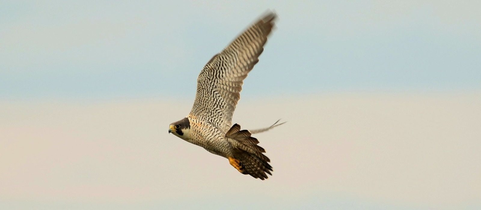 A Peregrine Falcon flies past the Pack Monadnock Raptor Observatory. (photo © Mike Gebo)