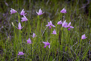 Rose Pogonia orchids in bloom. (photo © Rover_Thor via the Flickr Creative Commons)