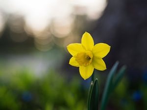 A daffodil in the spring. photo by Aaron Burden via unsplash.