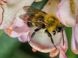 A bumblebee visits a flower. (photo Dennis Thompson)