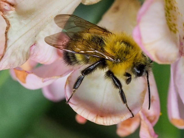A bumble bee on a flower. (photo © Dennis Thompson)