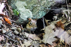 A chipmunk peers out from a hole in a stone wall. (photo © Monikah Schuschu via the Flickr Creative Commons)