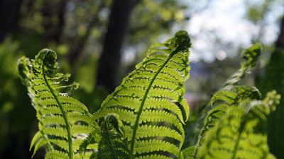 A group of ferns. (photo © Randi Hausken via the Flickr Creative Commons)