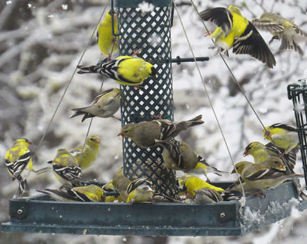 A flock of goldfinches perch and fly around a backyard bird feeding station. (photo © Meade Cadot)