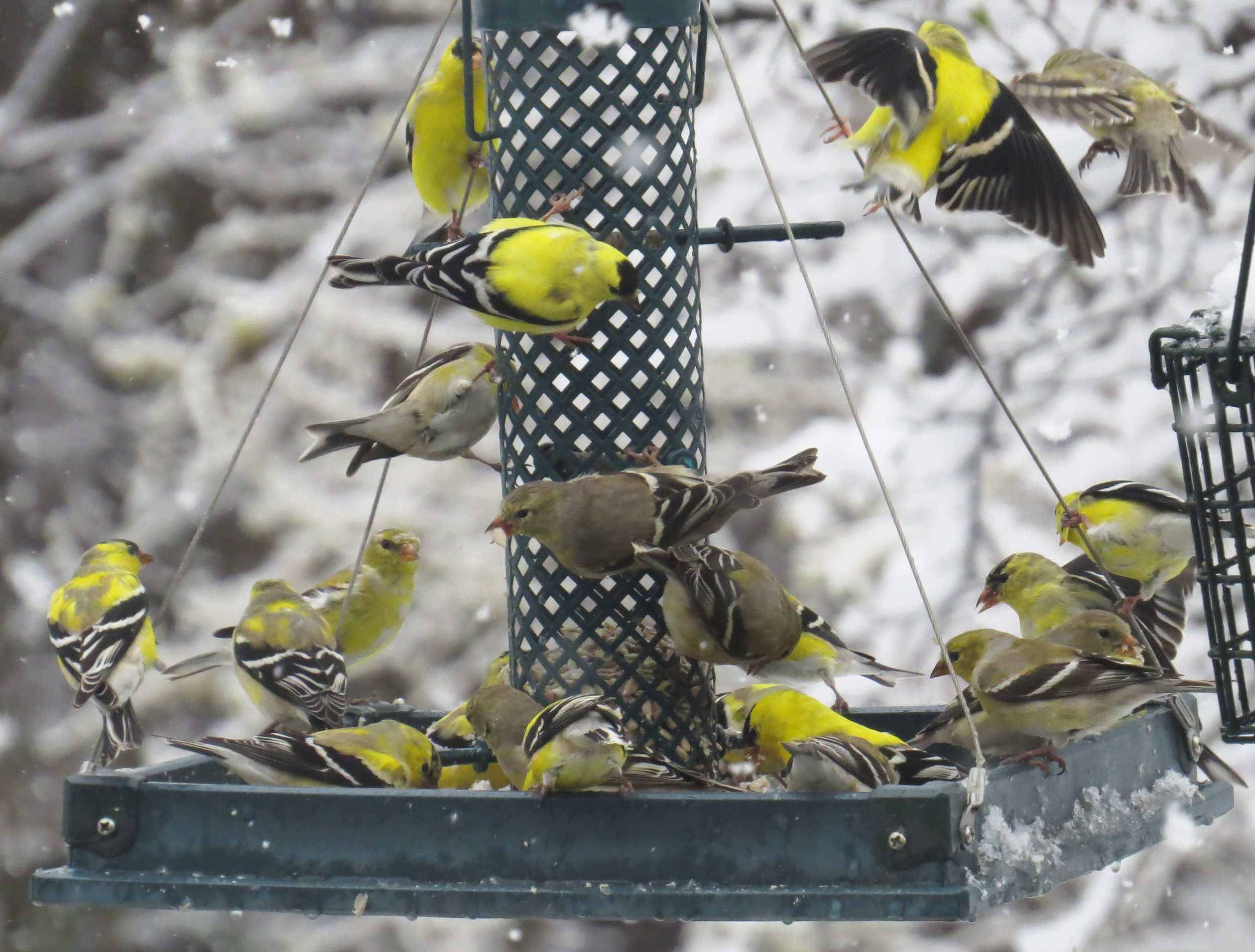 A flock of goldfinches perch and fly around a backyard bird feeding station. (photo © Meade Cadot)