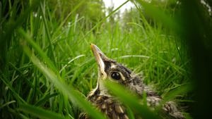 A fledgling robin in the grass.
