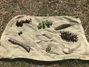 Natural objects laid out for Kim's game. 