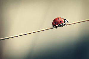 A lady beetle crawling on a twig. (photo © Flickr user Frank via the Flickr Creative Commons)