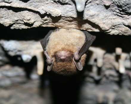 A little brown bat hangs upside down inside a cave. (photo © USFWS / Ann Froschauer)