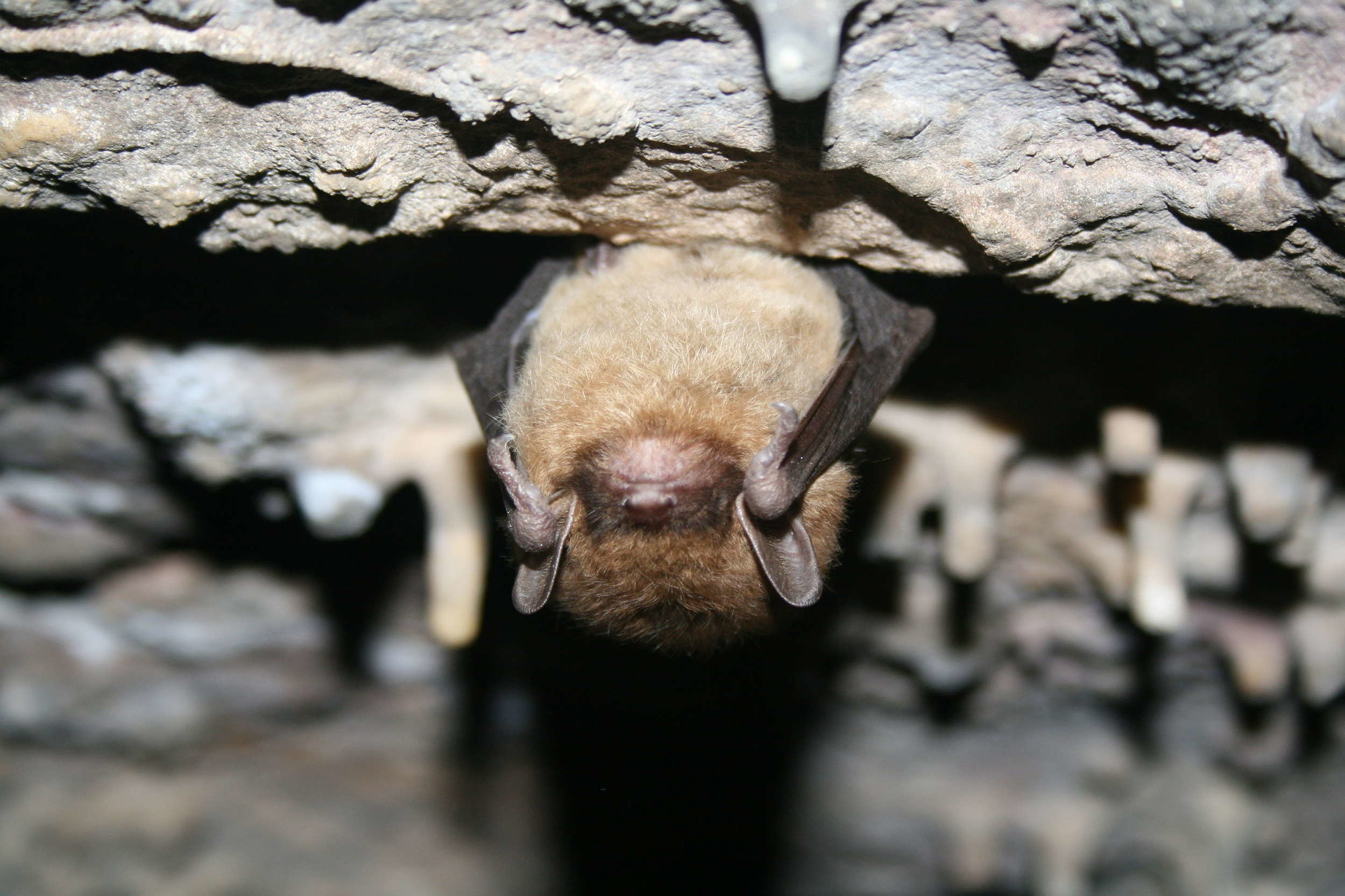 A little brown bat hangs upside down inside a cave. (photo © USFWS / Ann Froschauer)