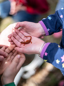 Child's hands holding a red eft. (photo © Ben Conant)