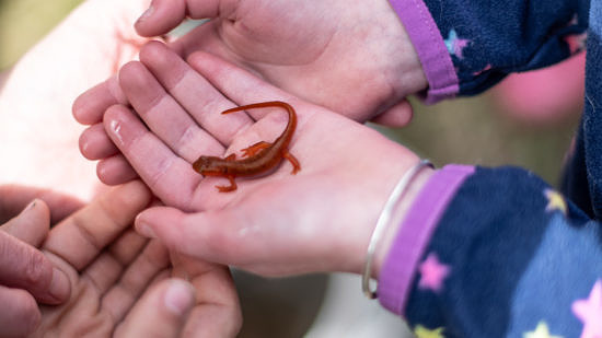 Child's hands holding a red eft. (photo © Ben Conant)