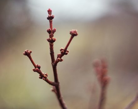 Maple buds. (photo © David Joyce via the Flickr Creative Commons)