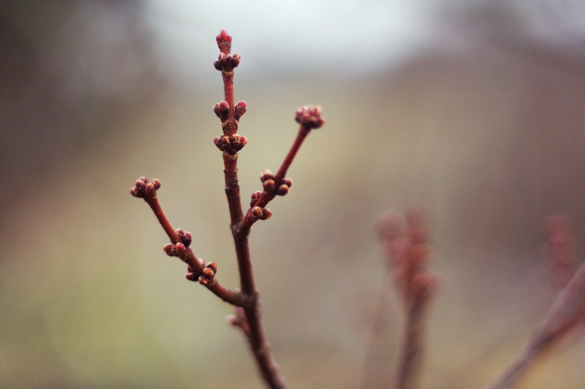 Maple buds. (photo © David Joyce via the Flickr Creative Commons)