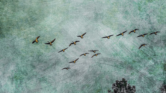 An artistic representation of birds flying overhead at night. (image © David Siebold via the Flickr Creative Commons)