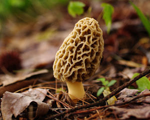 A morel mushroom. (photo © Terry Priest via the Flickr Creative Commons)