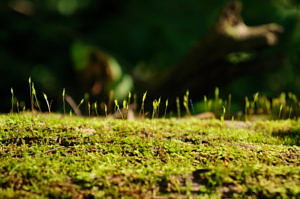 A close-up view of moss. (photo © madaise via the Flickr Creative Commons)