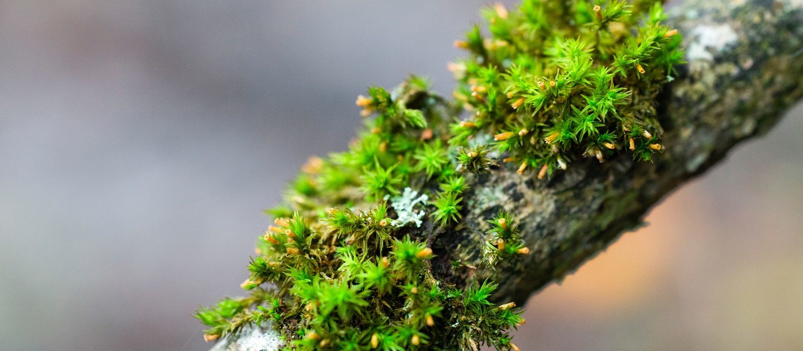 Moss on a twig (photo © Markus Spitze)