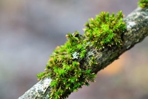 Moss on a twig. (photo © Monikah Schuschu via the Flickr Creative Commons)