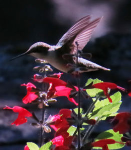 Hummingbird at red flowers.