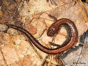 A red backed salamander on the leaf litter. (photo Tom Murray)